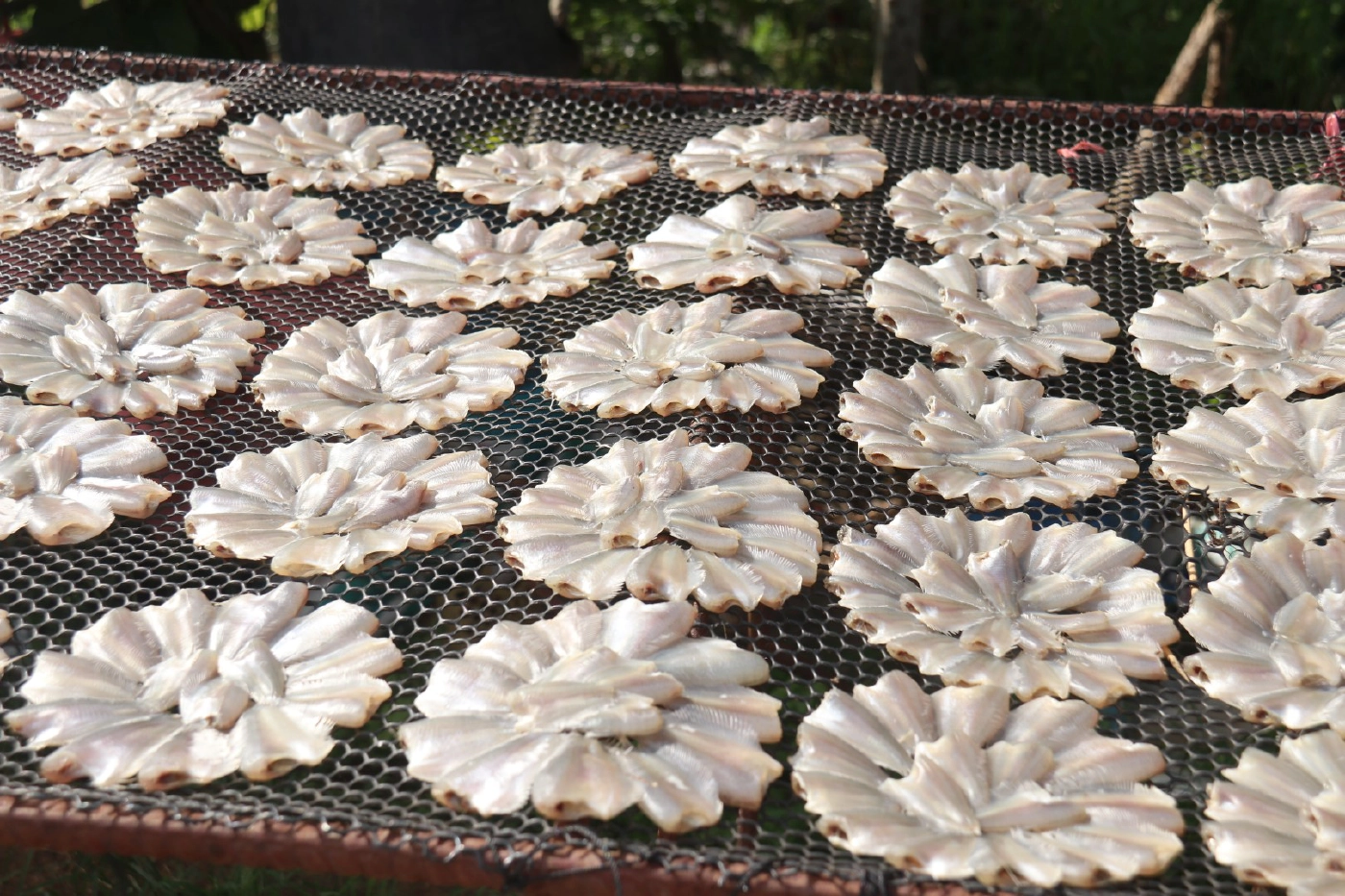 พลิกวิกฤติ"น้ำค้างทุ่ง"จับปลาขายริมถนนสร้างรายได้งาม