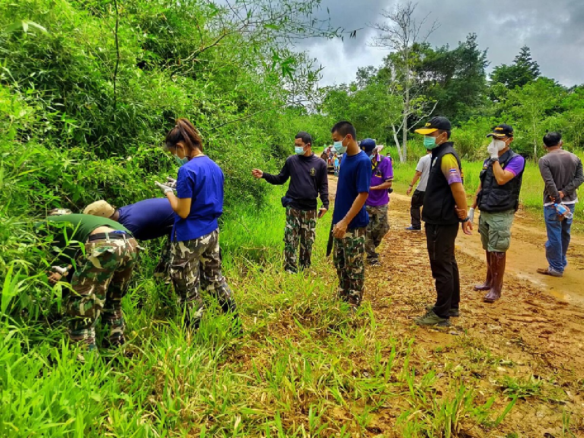 พบซากกระทิง นอนตายส่งกลิ่นเหม็น ชันสูตรมีบาดแผล เก็บชิ้นเนื้อเร่งหาสาเหตุ