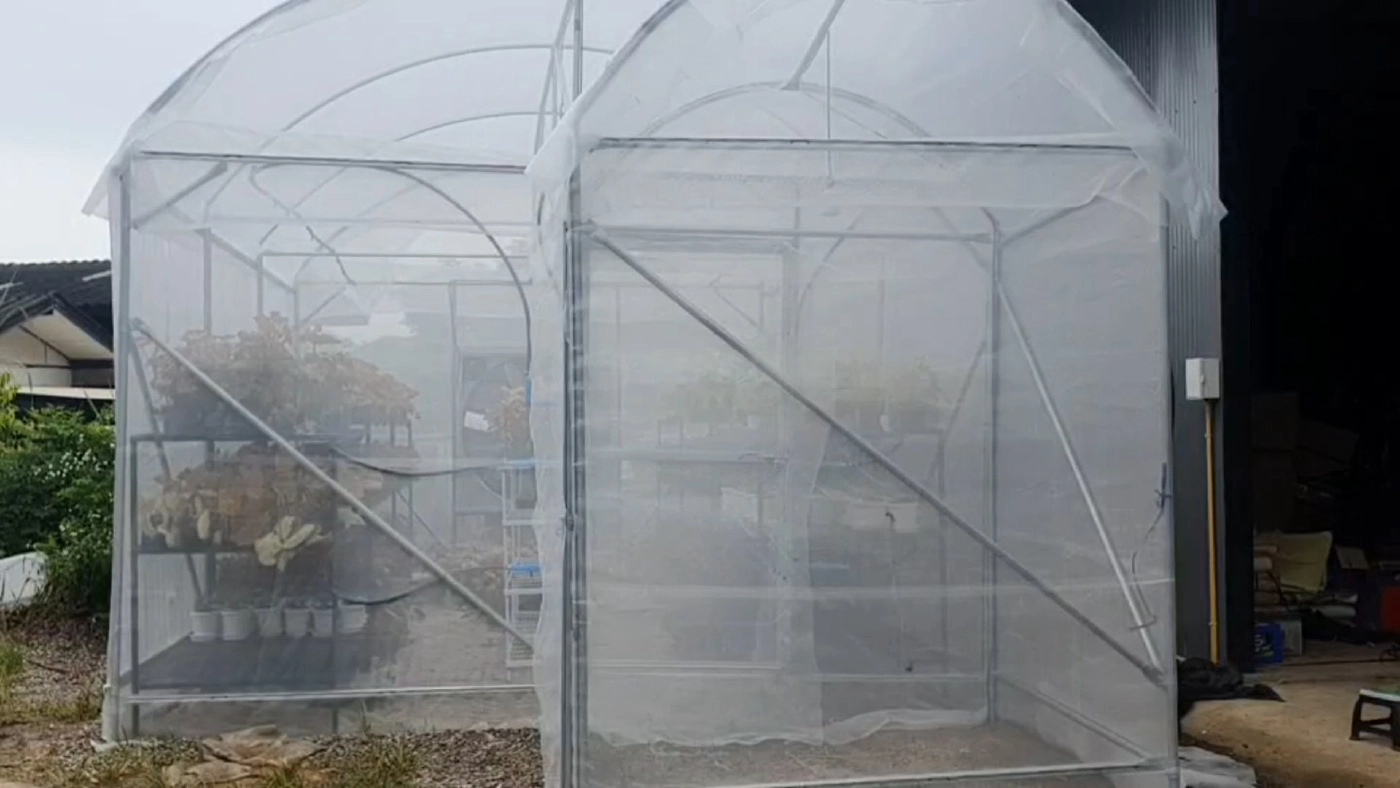 บอนสีฟีเวอร์! ราคาพุ่ง 2 แสน/ต้น เข้ามาเติมสีสันให้กับวงการบอนสีไทย