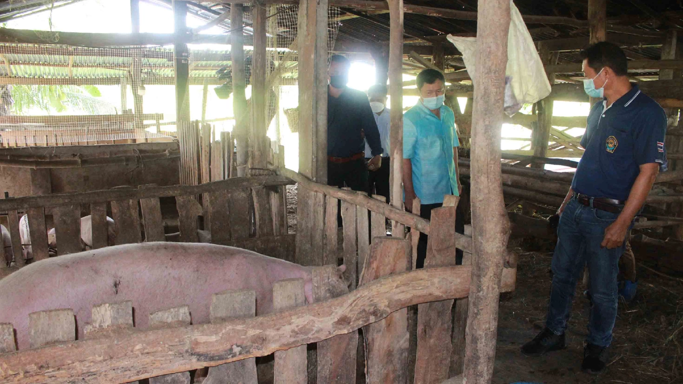 หมูตายไร้สาเหตุปศุสัตว์เร่งเก็บตัวอย่างพิสูจน์โรค