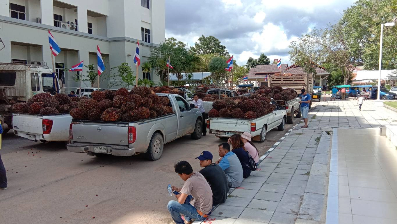 ชาวสวนปาล์ม จ.กระบี่ (แฟ้มภาพ)