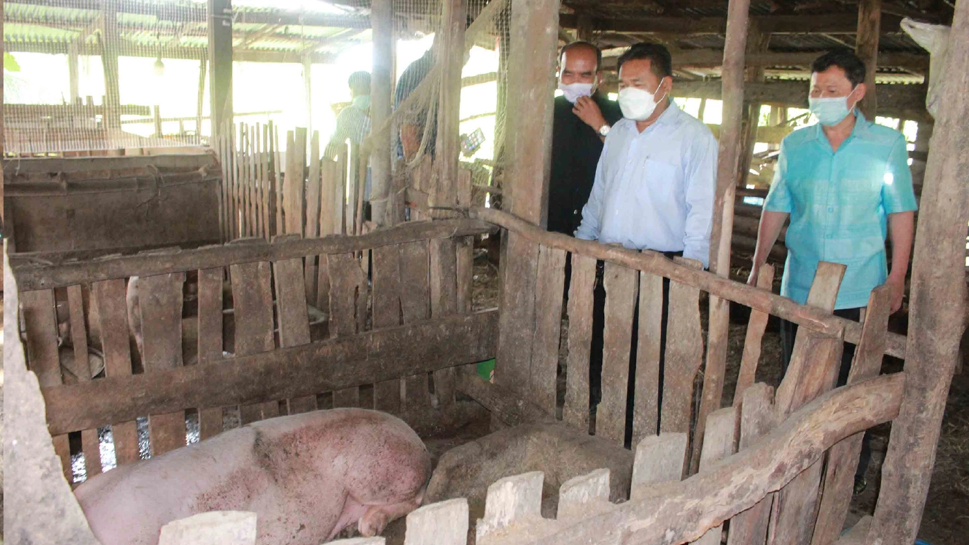 หมูตายไร้สาเหตุปศุสัตว์เร่งเก็บตัวอย่างพิสูจน์โรค