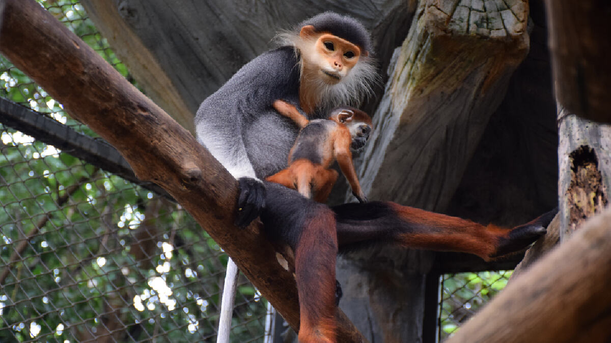 สวนสัตว์โคราชได้สมาชิกใหม่ลูกค่างห้าสี สัตว์ป่าที่ใกล้สูญพันธุ์