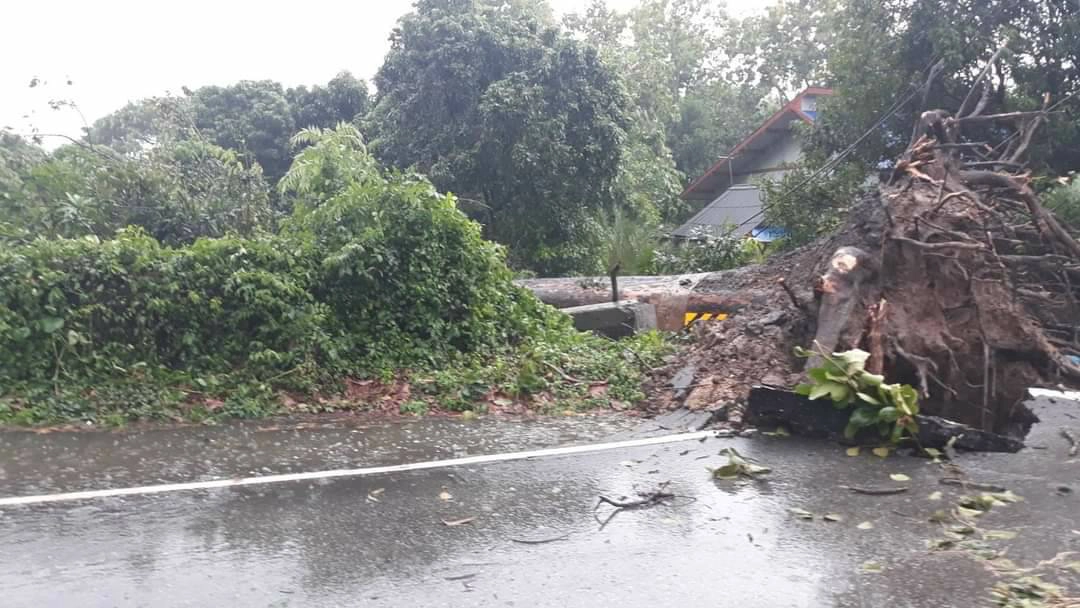 ต้นยางนายักษ์ที่สารภีเชียงใหม่หักโค่น