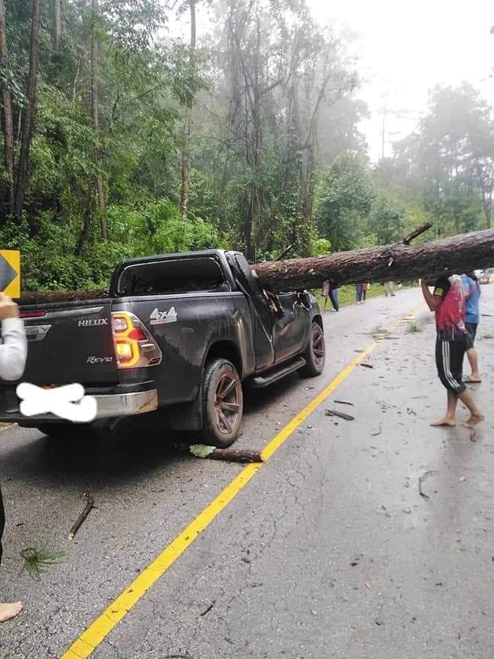 ต้นไม้ใหญ่หักโค่น ทับรถกระบะ จ.เชียงใหม่