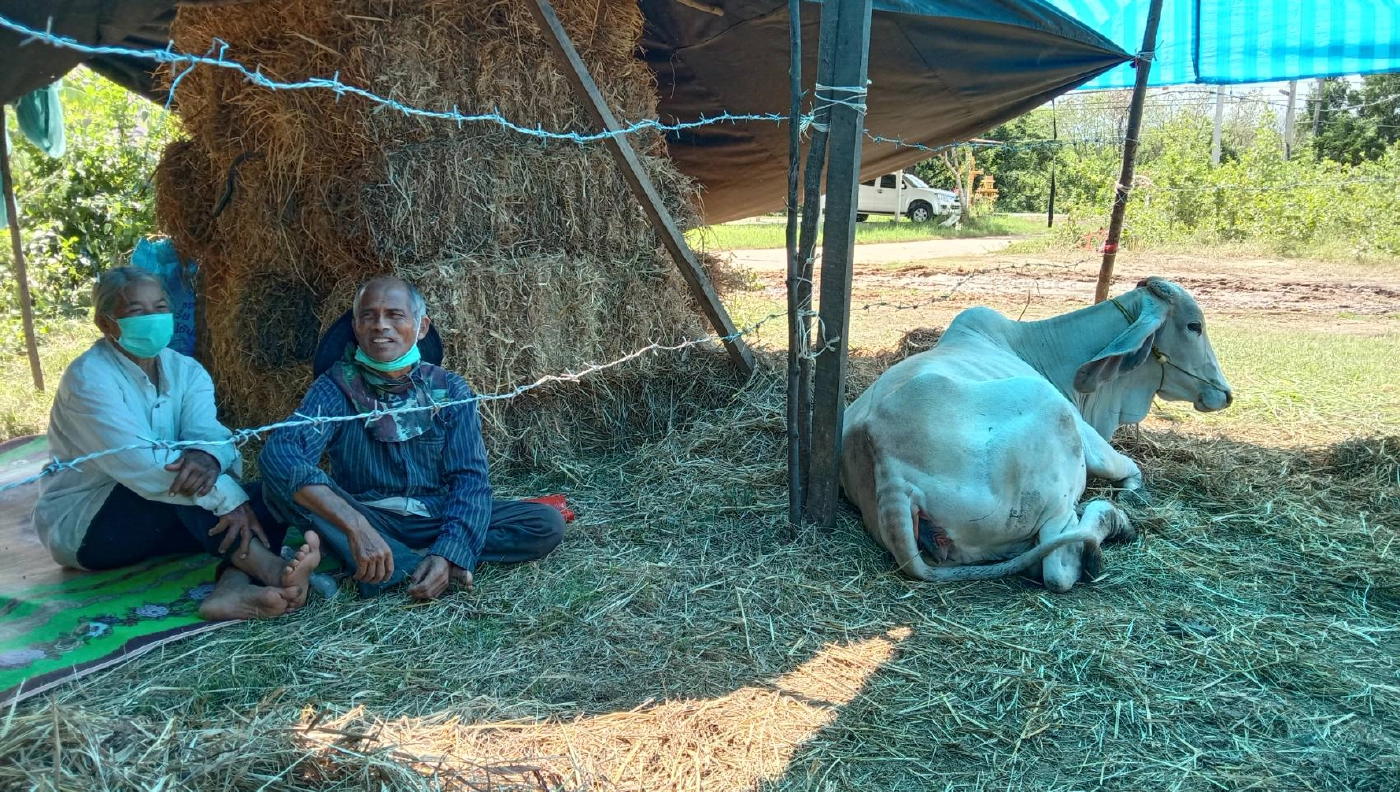 น้ำท่วมรอบ2 วัวควายขาดแคลนอาหาร ต้องนอนริมถนนหนีน้ำ