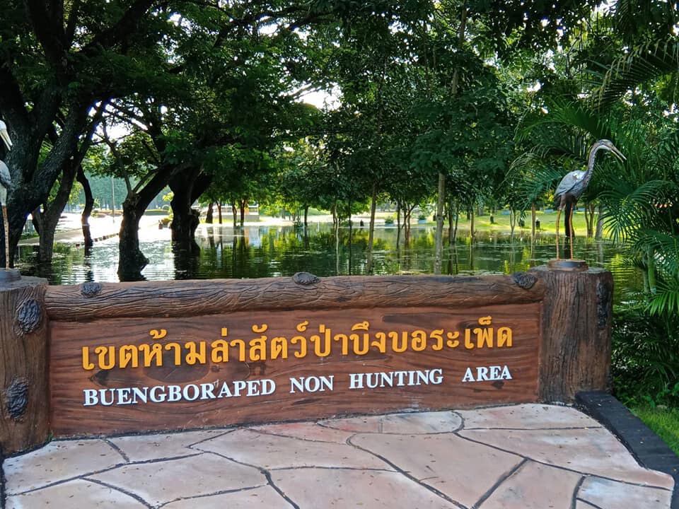 เตือนประชาชนระวังจระเข้ หลังพบลอยตามน้ำมาอาศัยอยู่ในบึงบอระเพ็ด
