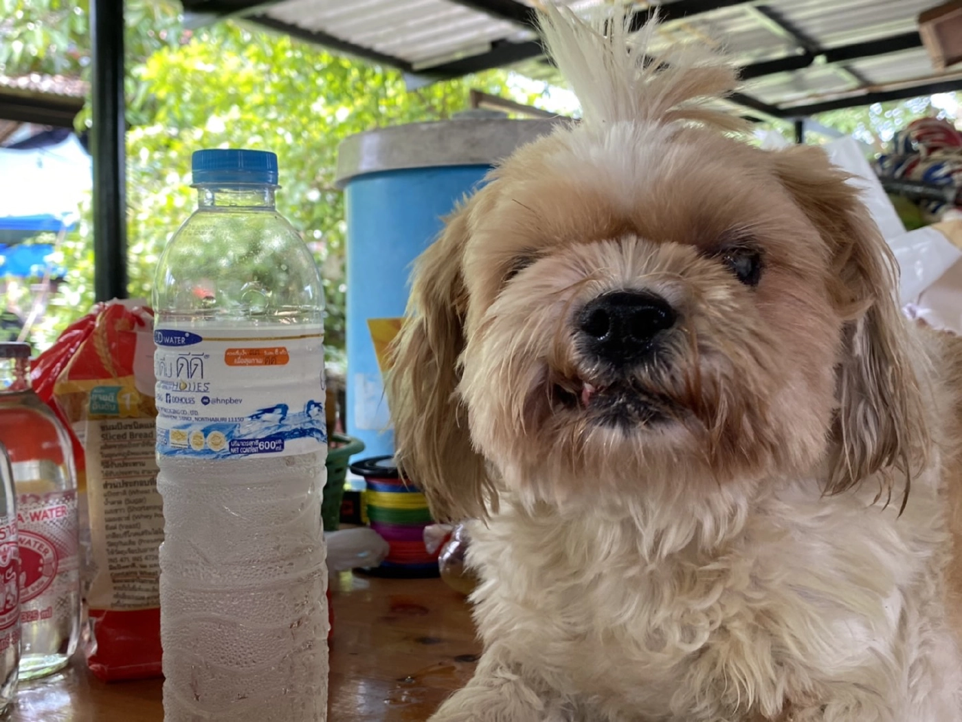 พบน้องหมาพุดเดิ้ล ลอยมากับสวะ สงสัยเป็นตัวที่หายจากเหตุเรือล่ม