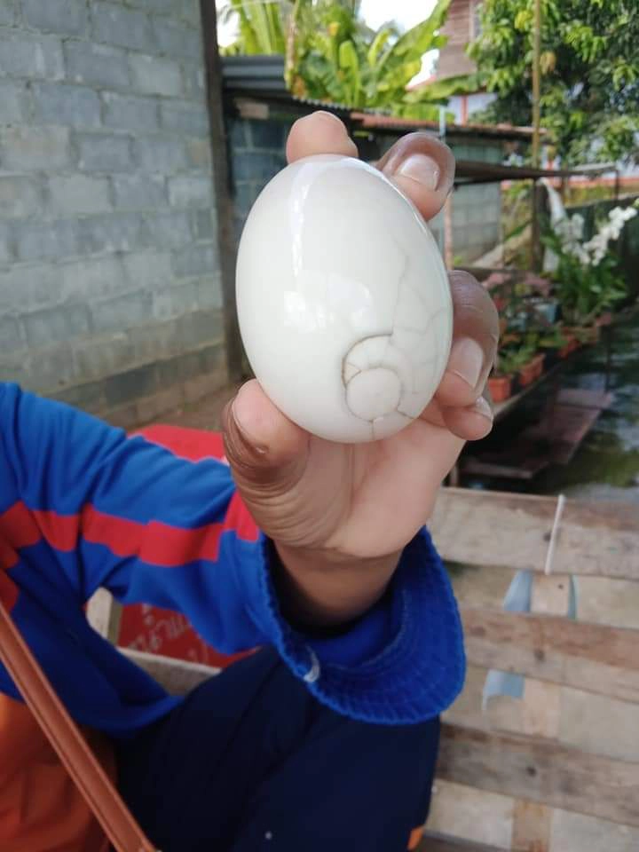 ชาวบ้านแห่ส่องตัวเลขบนไข่ไก่ที่ทำเป็นไข่เค็มลุ้นหวยงวดนี้