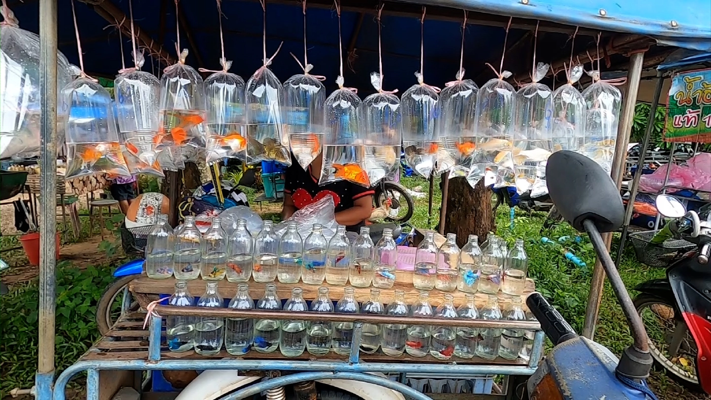 ‘ปลาสวยงาม‘ สร้างรายได้กว่า 3 หมื่น/เดือน