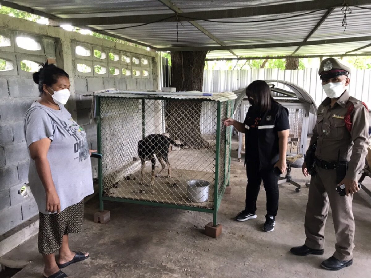 มูลนิธิ WATCHDOG THAILAND ลงพื้นที่ชลบุรี ช่วยสุนัขอดหยาก