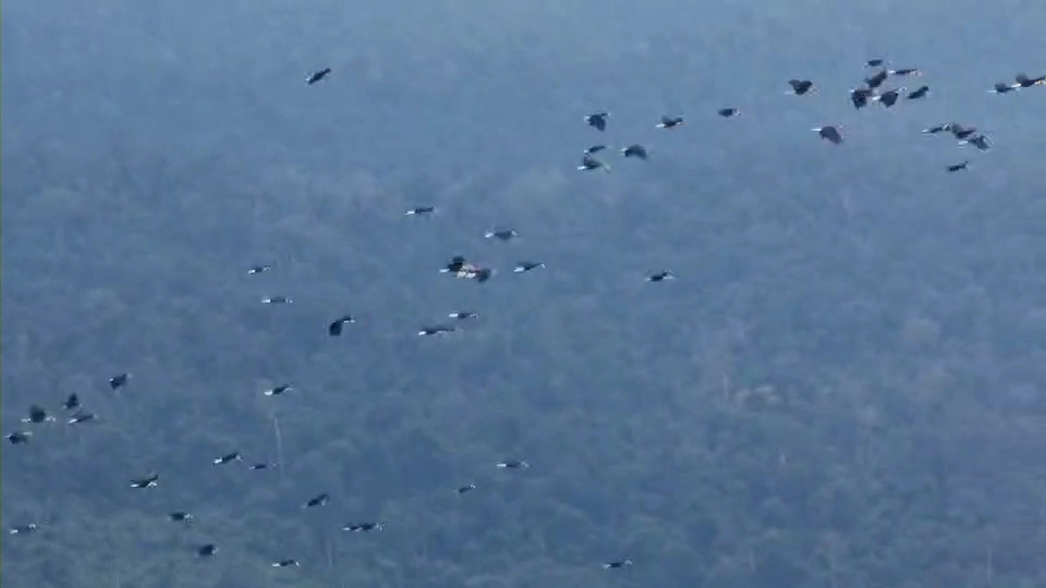 ประทับใจ ! ฝูงนกเงือกนับร้อย บินผ่านเฮลิคอปเตอร์ ระหว่างบินสำรวจผืนป่า