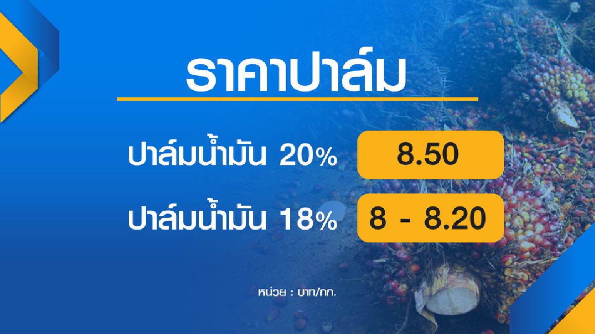 ชาวสวนเฮ! ปาล์มน้ำมันราคาพุ่ง 8.50  บาท/กก.