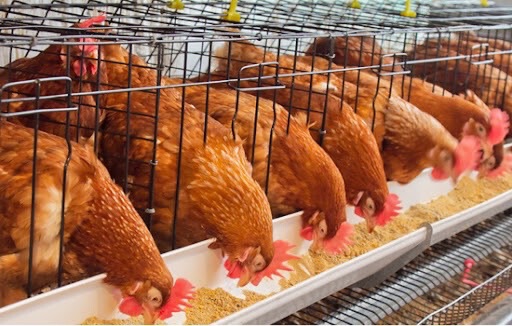 ปศุสัตว์แนะปรับสูตรอาหารไก่ไข่ลดต้นทุนการผลิต