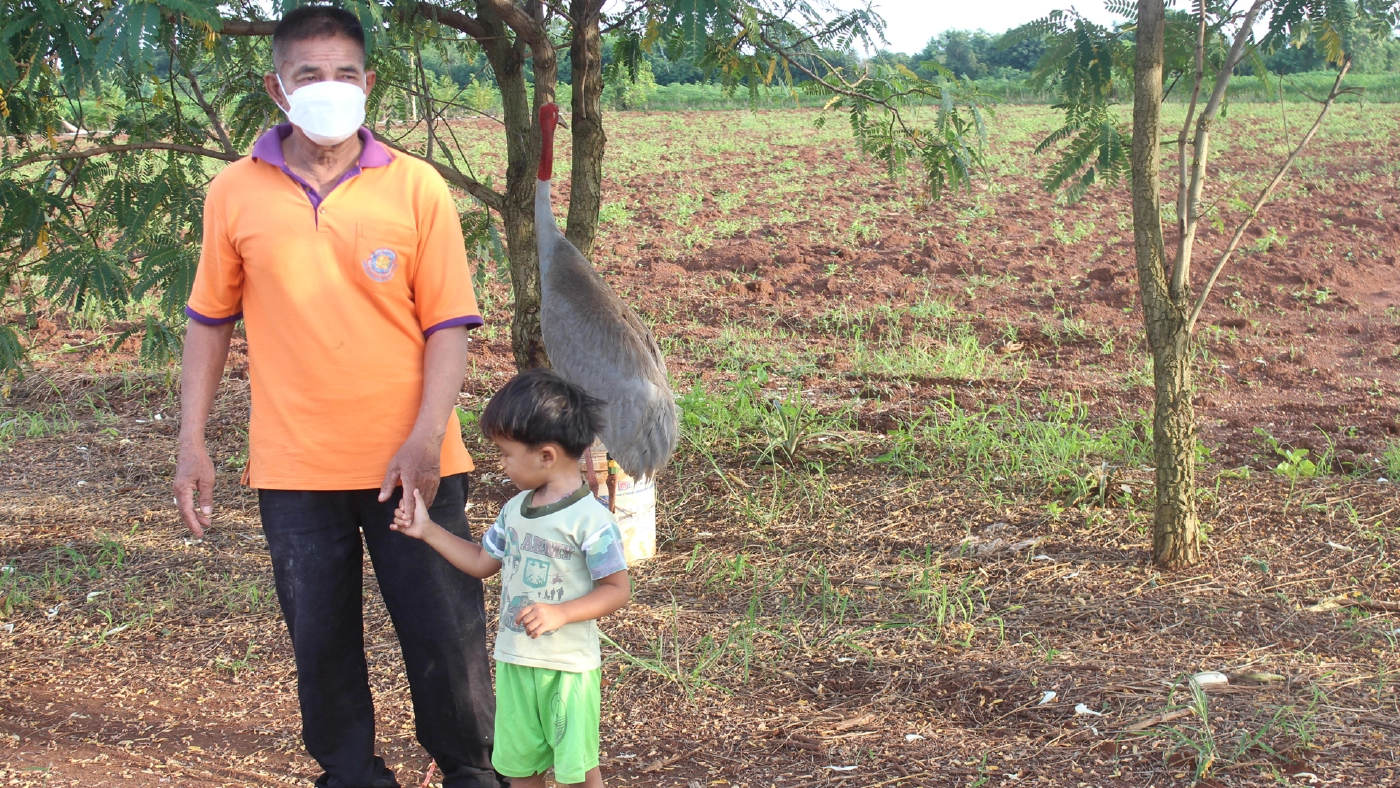 นกกระเรียนหายากหากินกลางไร่ข้าวโพด ขอให้หน่วยงานจับปล่อยที่ปลอดภัย