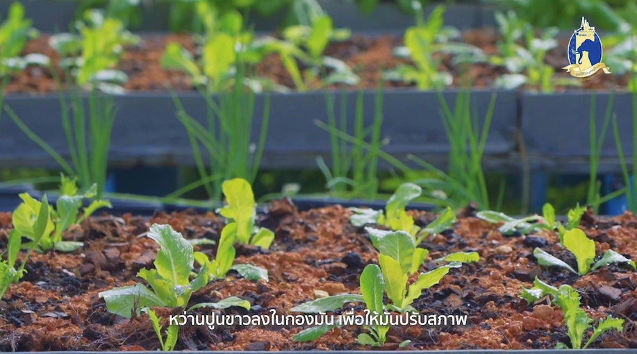 ในหลวง ร ๙ ในความทรงจำ : “สมาน ผ่านพรม" ผู้ต่อยอดโครงการของพ่อ