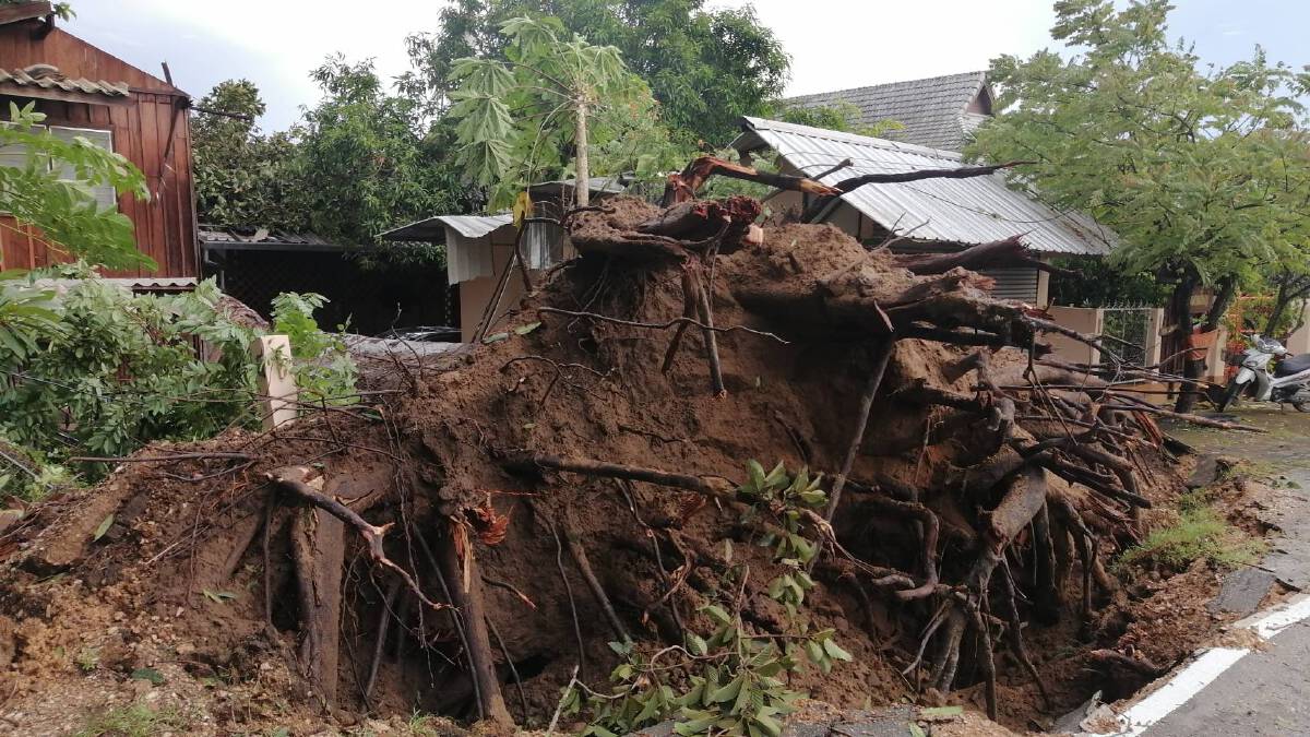 ที่สุดในประวัติศาสตร์! ต้นยางนาโค่นทับบ้านพังหลายสิบหลัง