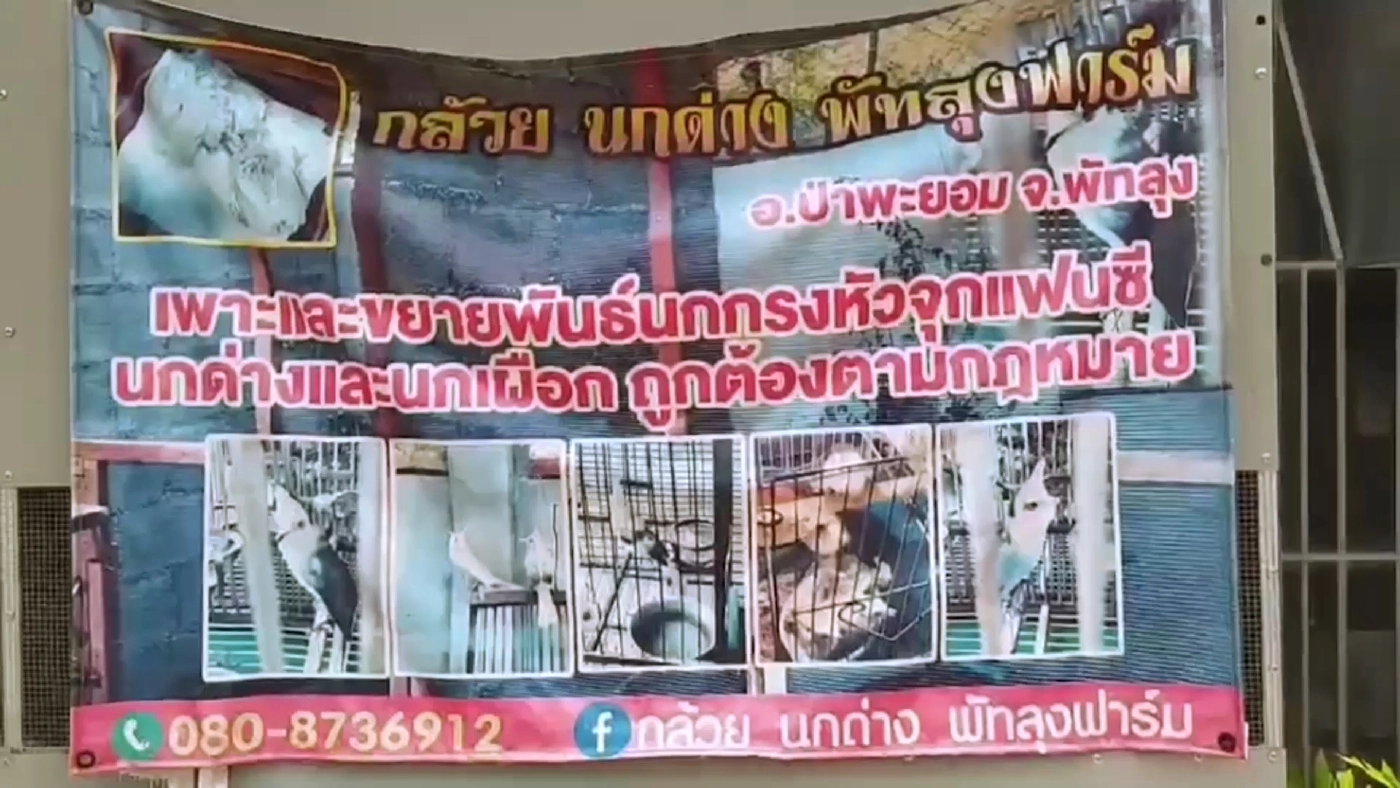 เพาะพันธุ์ "นกกรงหัวจุกเผือก" รับรายได้หลักแสน