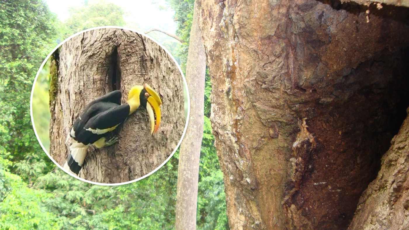 ขอบคุณภาพ : สถานีวิจัยสัตว์ป่าป่าพรุ ป่าฮาลา-บาลา