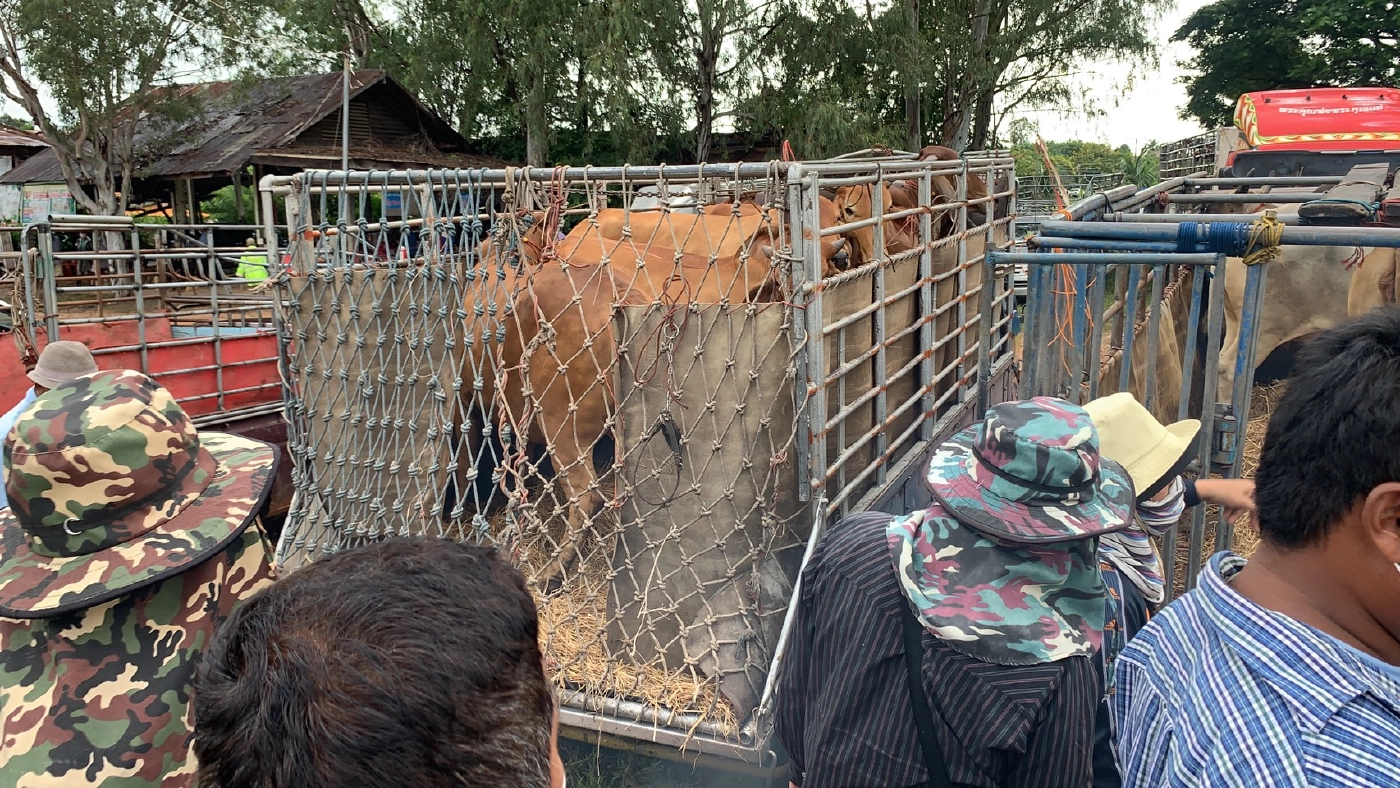 เปิดอีกครั้งตลาดนัดโคกระบือ ราคาวัวพุ่ง 4 - 5 หมื่น