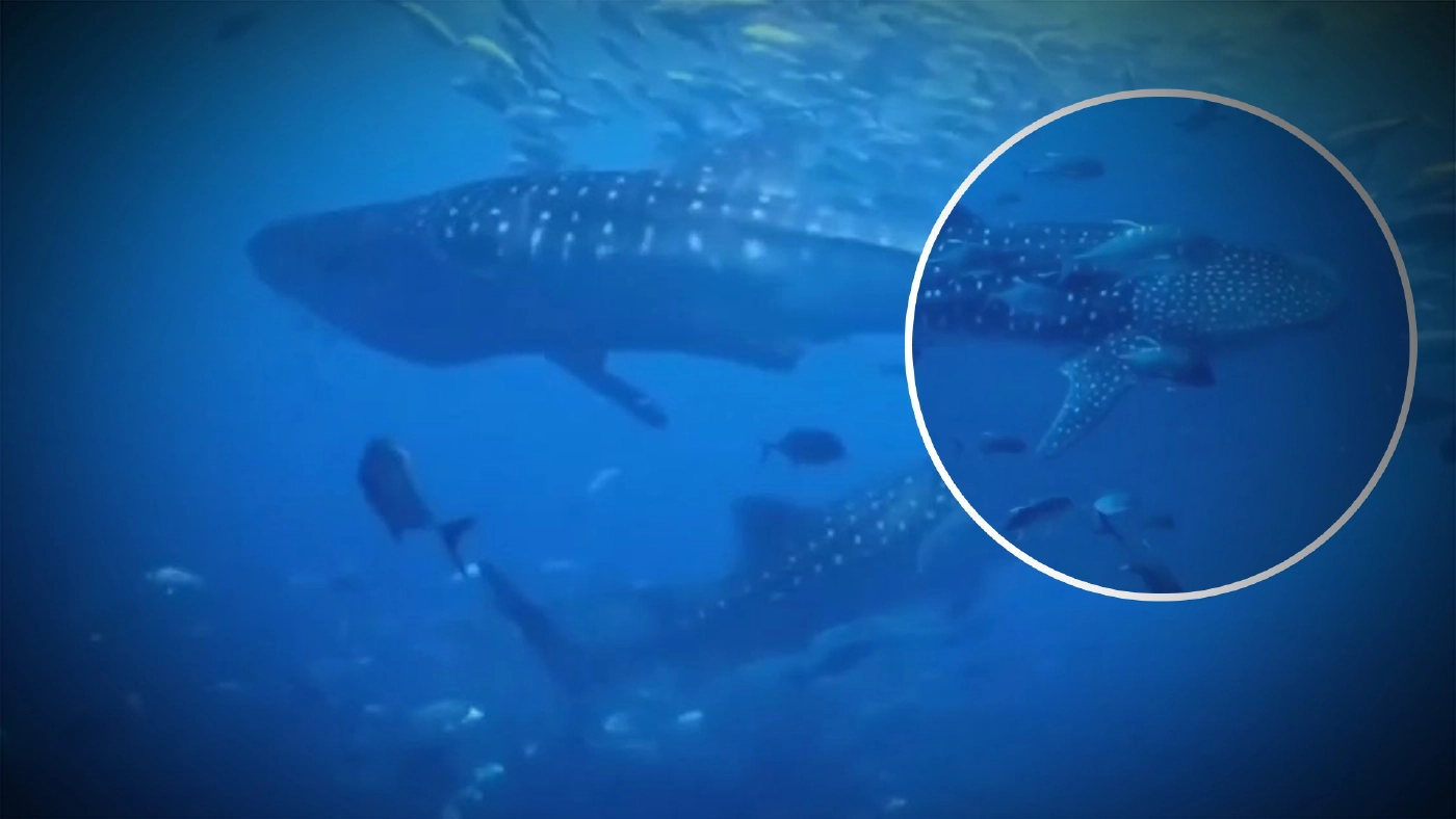 ตื่นตา! 5 ฉลามวาฬ ยักษ์ใหญ่ใจดีแห่งท้องทะเล อวดโฉมที่ อช.ตะรุเตา