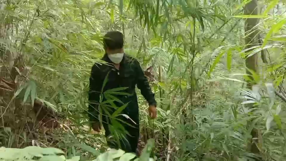 สนธิกำลังลาดตระเวนป้องกันลอบเข้าเมือง-ตัดไม้