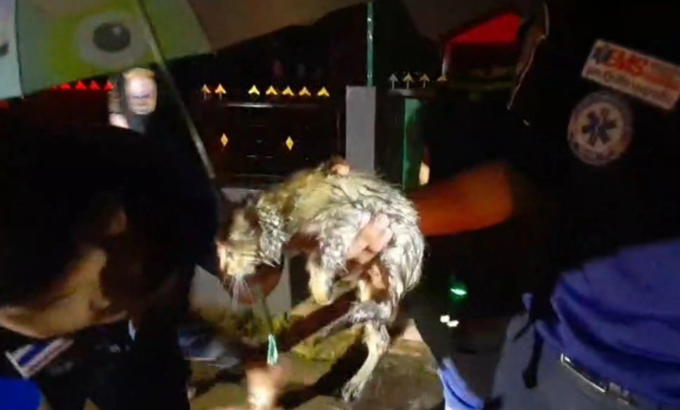 วีอาร์กู้ชีพ หัวใจสุดหล่อ งัดฝาท่อช่วยแมวน้อย เล่นซนจนตกท่อ