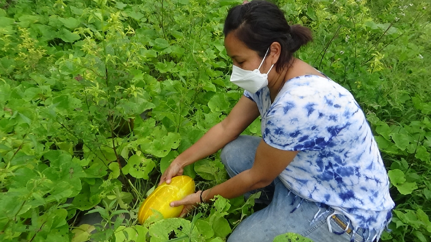 โค่นยางทิ้งปลูกพืชหมุนเวียนระยะสั้นผสมผสานขาย