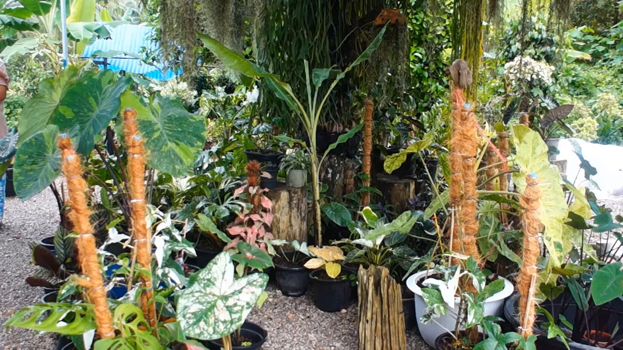 แค้นใจ!! กล้วยเล็บมือด่าง “ลายฟลอริด้า” ต้นเดียวในชุมพรมือดีย่องขโมยหาย