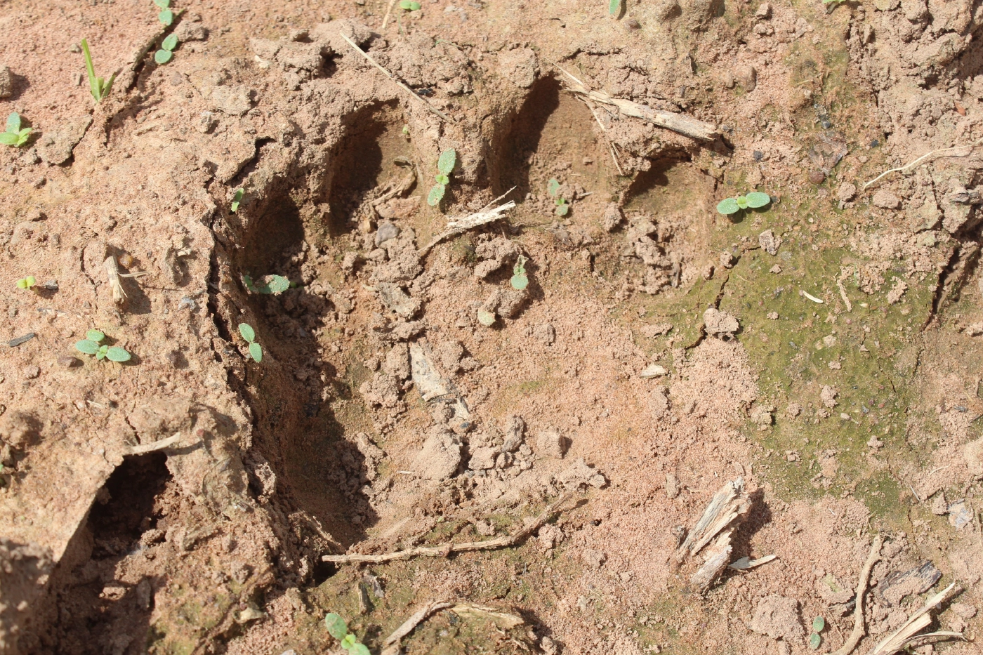 ทับลานสุดวุ่นทั้งช้างทั้งเสือบุกที่ทำกินชาวบ้านที่ครบุรี