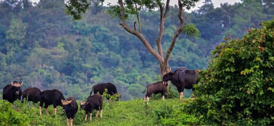 อากาศหนาวเป็นใจ แหล่งท่องเที่ยววังน้ำเขียว“สวิสเซอร์แลนด์แดนอีสาน”