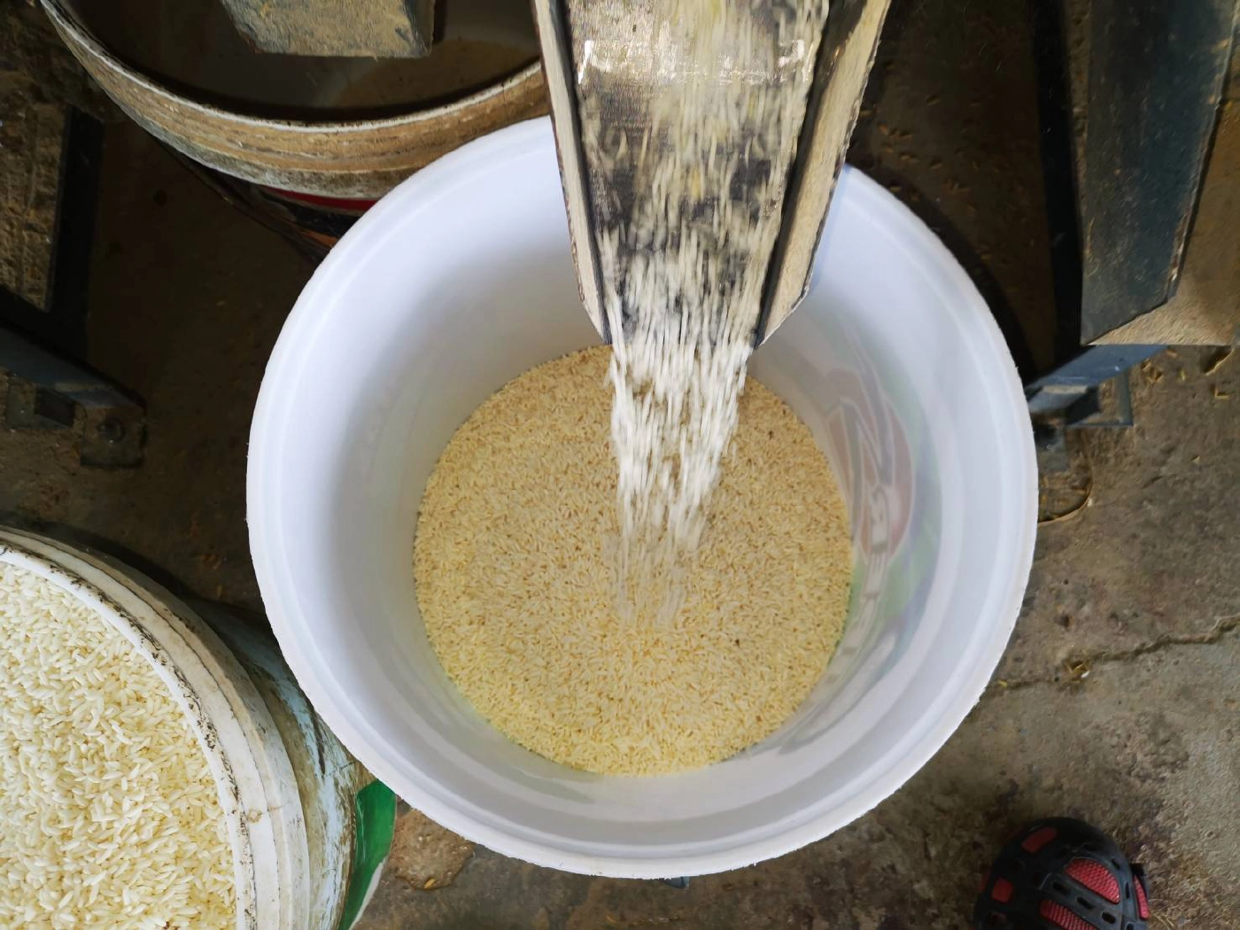 ชาวนาอ่วมข้าวเหนียวเขาวงราคาตกต่ำสุดในรอบ 20 ปีขายขาดทุนยับ