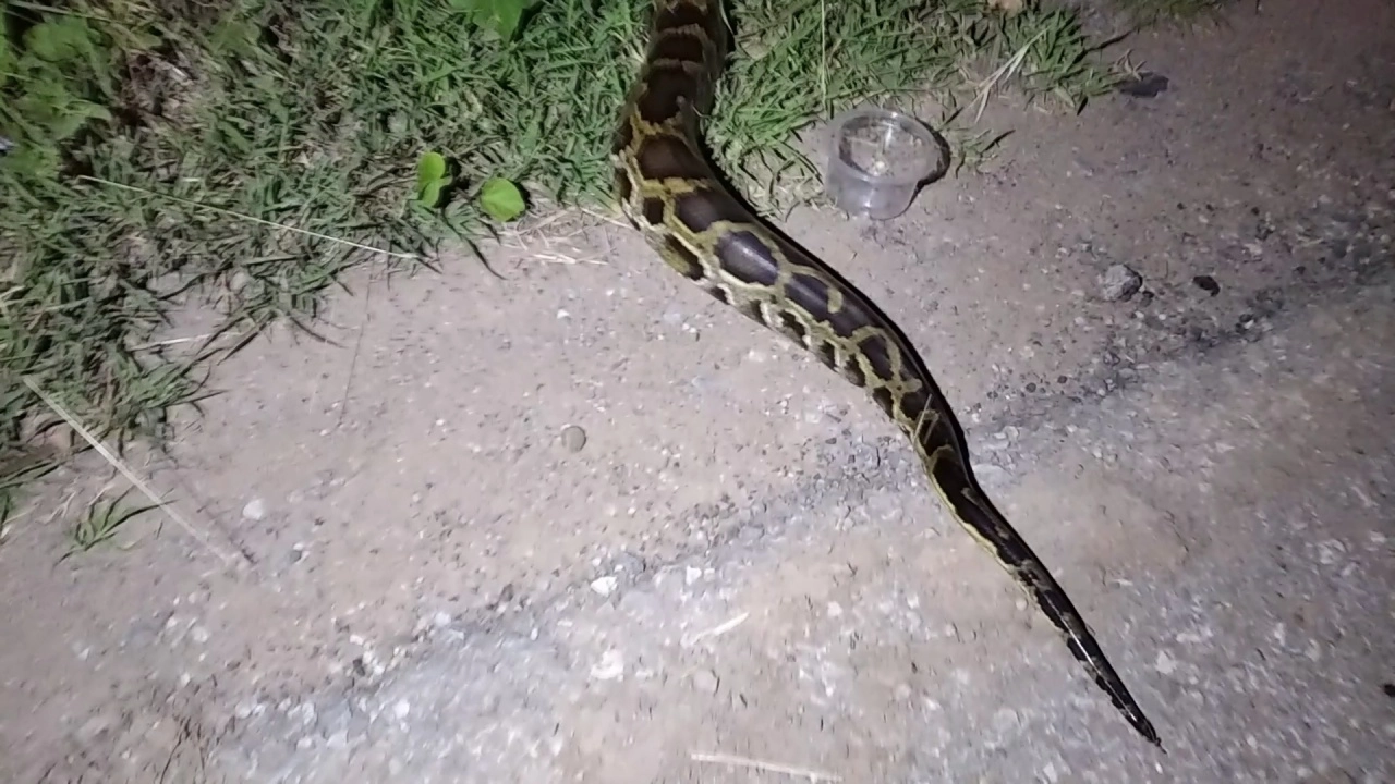 ชื่นชม โชเฟอร์น้ำใจงาม จอดรถขวางช่วยงูเหลือมเลื้อยข้ามถนนกลางดึก