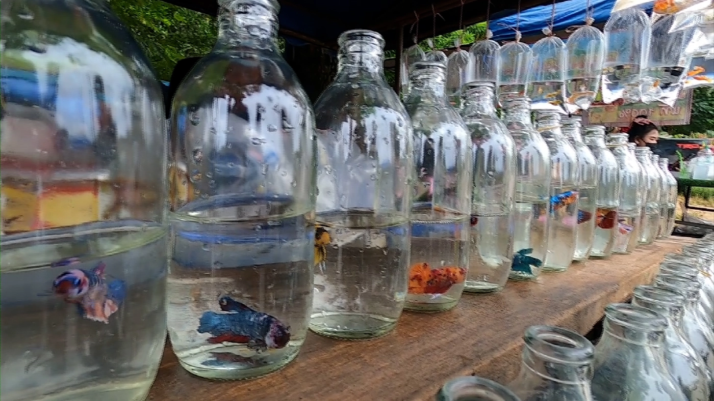 ‘ปลาสวยงาม‘ สร้างรายได้กว่า 3 หมื่น/เดือน