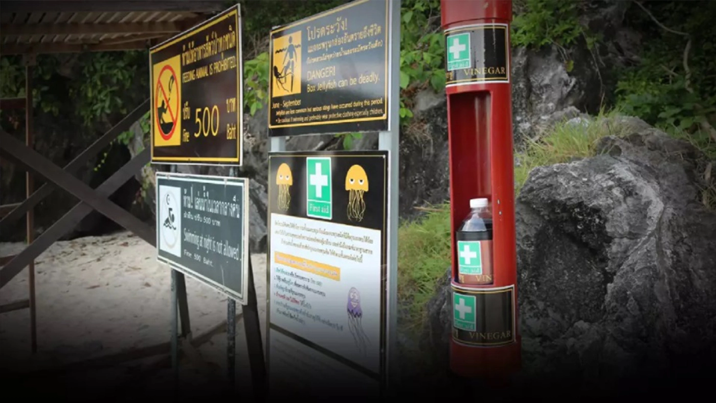 เตือนภัยช่วงหน้าฝน "แมงกะพรุนกล่อง" เพชฌฆาตจอมพ่นพิษแห่งท้องทะเล