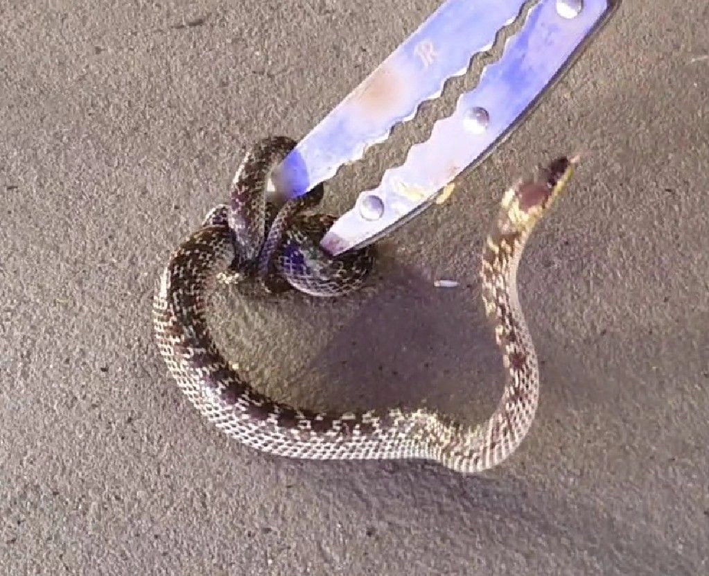 แม่ค้าขายเสื้อผ้าจัดผ้ามองไปเจอหัวงูอยู่ช่องแอร์จ๊ะเอ๋ตกใจกรี๊ดลั่น