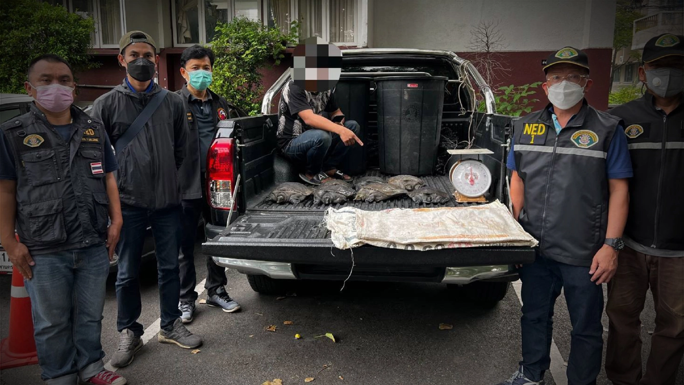 ชุดเหยี่ยวดง รวบพ่อค้าลักลอบขาย ‘ตะพาบ’ ผ่านทางออนไลน์