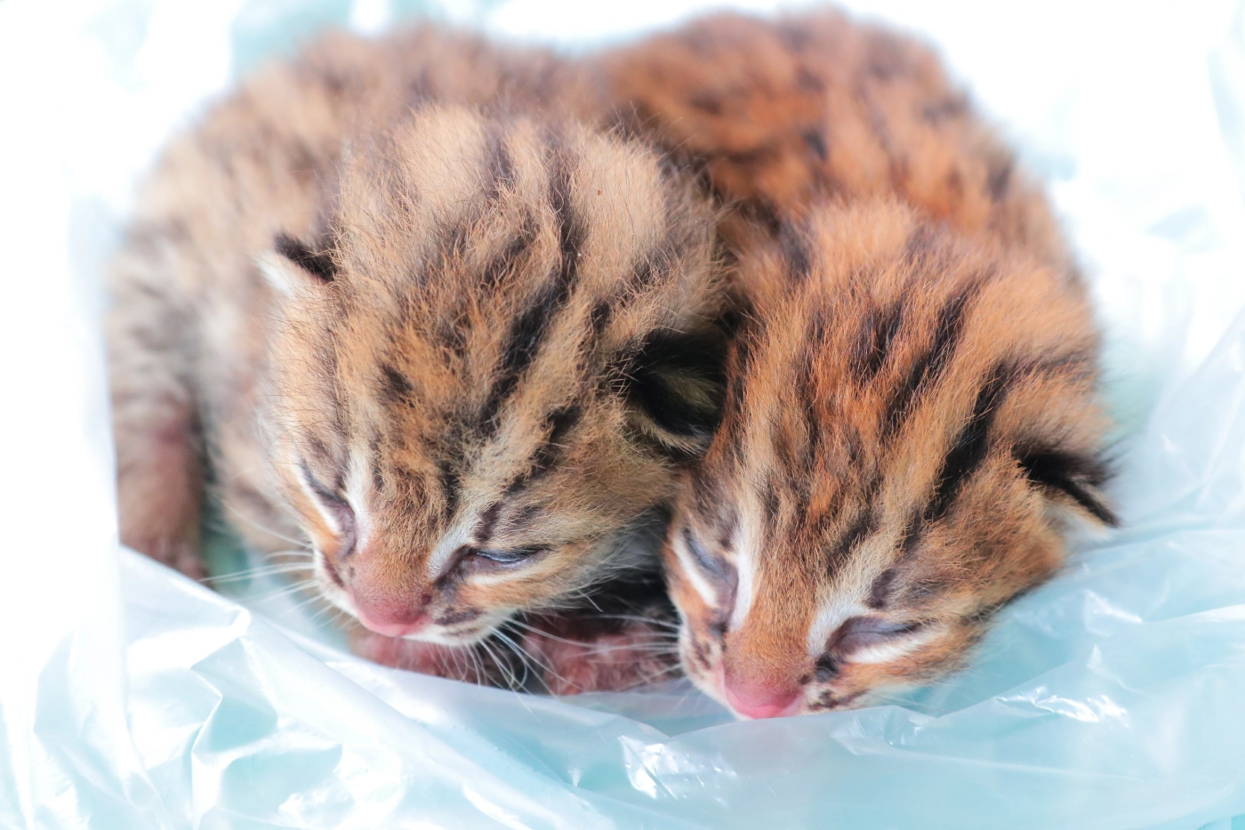 สุดน่ารัก!! พบลูกเสือปลาแฝดสัตว์ป่าใกล้สูญพันธุ์โดนแม่ทิ้ง