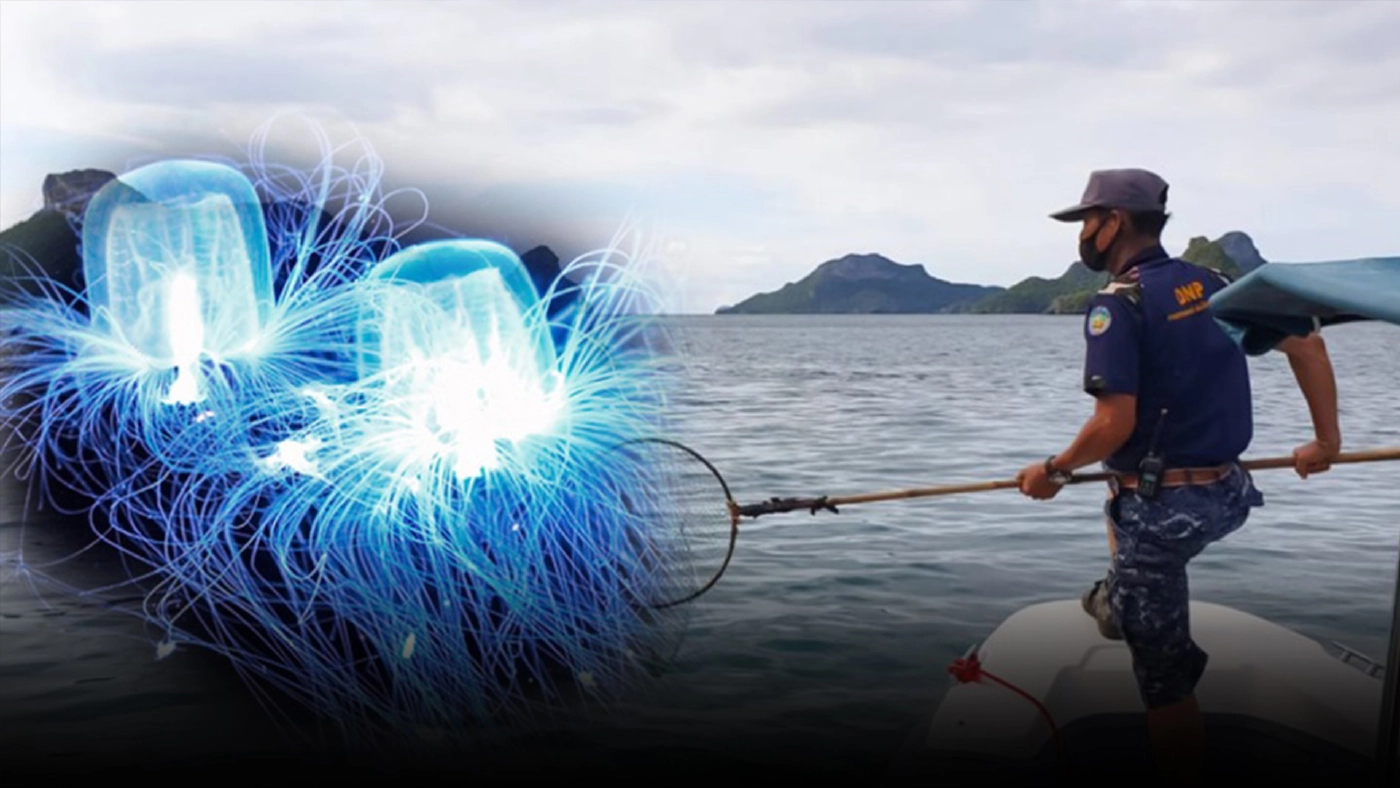 เตือนภัยช่วงหน้าฝน "แมงกะพรุนกล่อง" เพชฌฆาตจอมพ่นพิษแห่งท้องทะเล