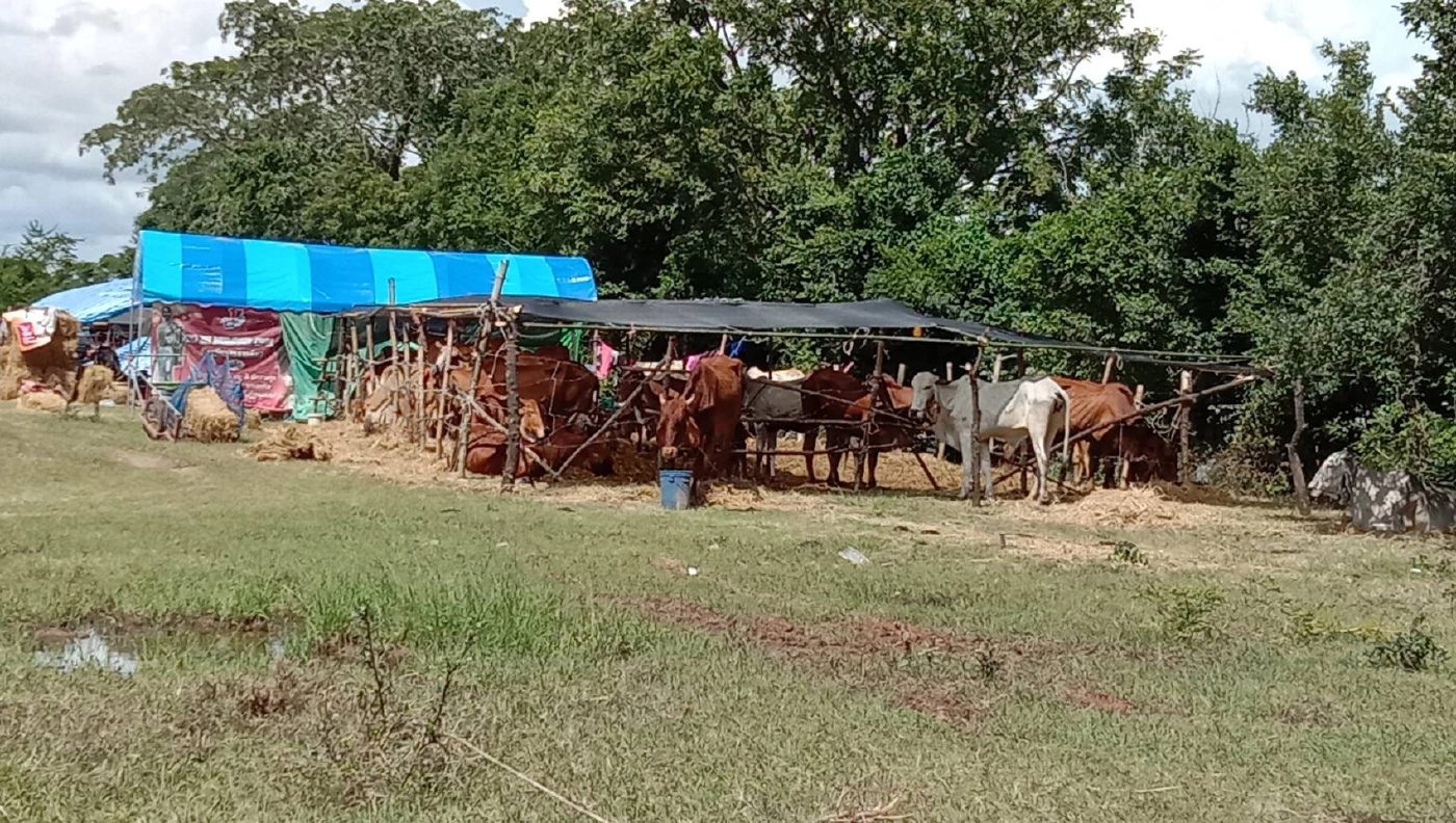 น้ำท่วมรอบ2 วัวควายขาดแคลนอาหาร ต้องนอนริมถนนหนีน้ำ