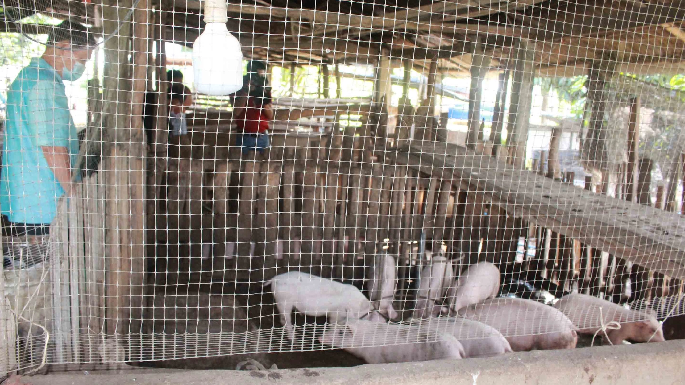 หมูตายไร้สาเหตุปศุสัตว์เร่งเก็บตัวอย่างพิสูจน์โรค