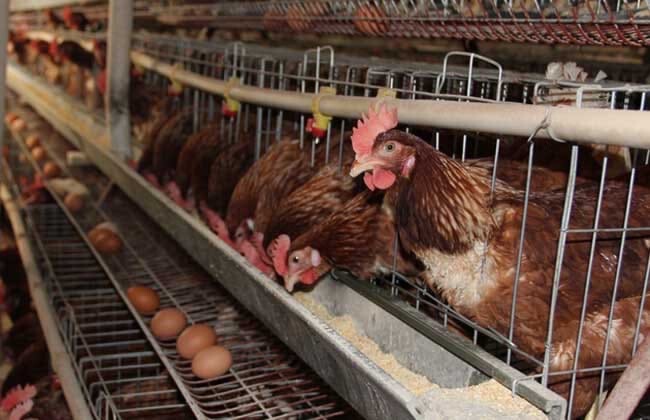 ปศุสัตว์แนะปรับสูตรอาหารไก่ไข่ลดต้นทุนการผลิต