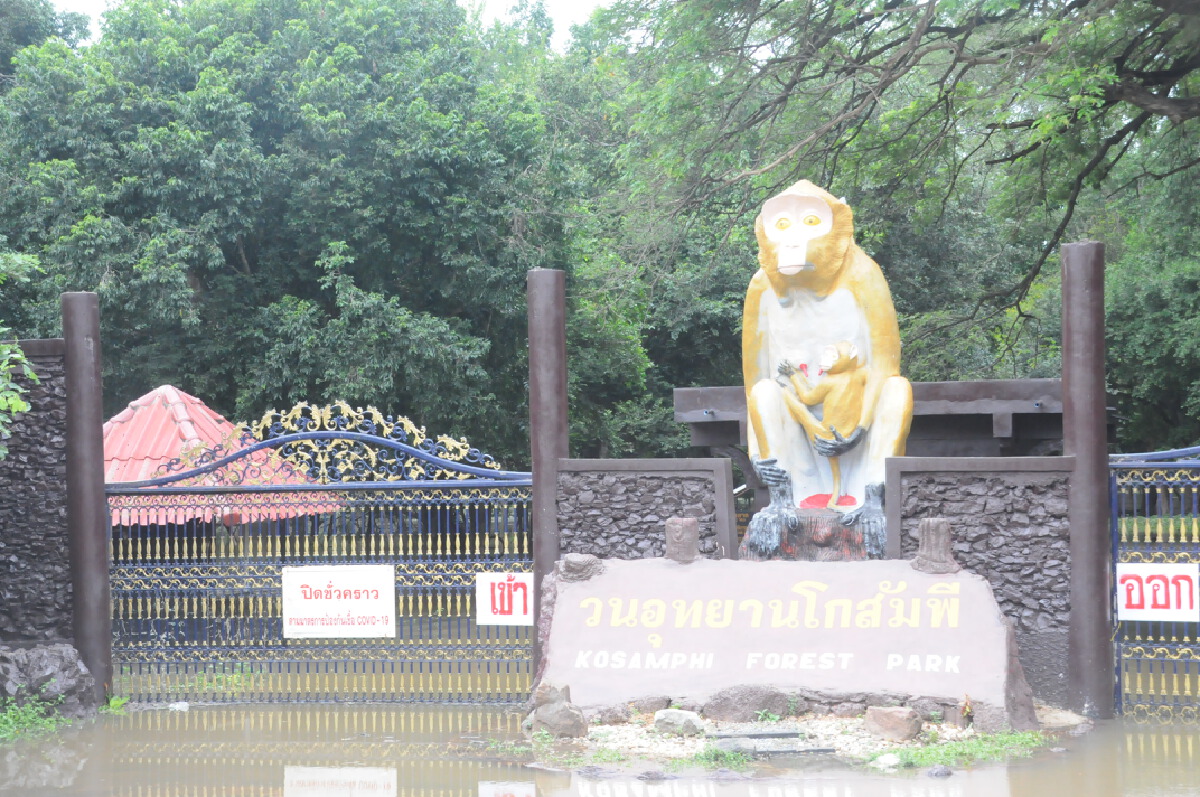 น้ำชีทะลักวนอุทยานโกสัมพีลิงหนีตายขึ้นที่สูง