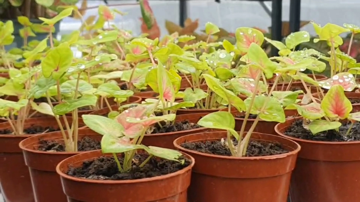 บอนสีฟีเวอร์! ราคาพุ่ง 2 แสน/ต้น เข้ามาเติมสีสันให้กับวงการบอนสีไทย