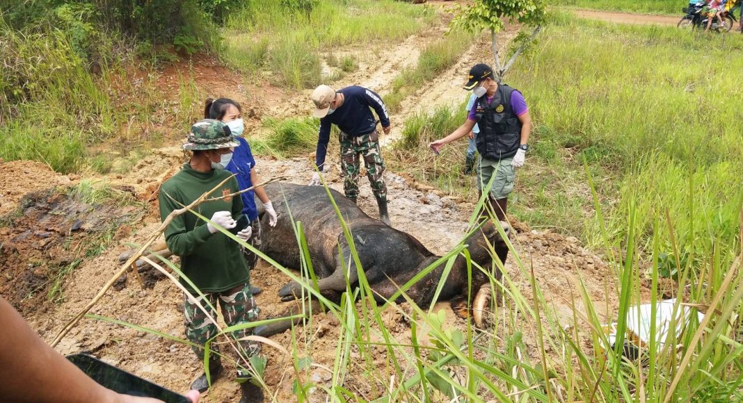 พบซากกระทิง นอนตายส่งกลิ่นเหม็น ชันสูตรมีบาดแผล เก็บชิ้นเนื้อเร่งหาสาเหตุ