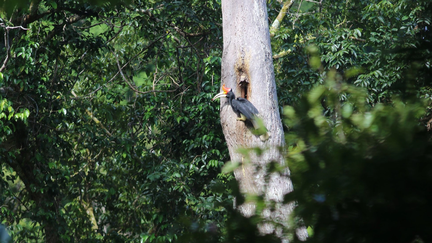 ขอบคุณภาพ : สถานีวิจัยสัตว์ป่าป่าพรุ ป่าฮาลา-บาลา