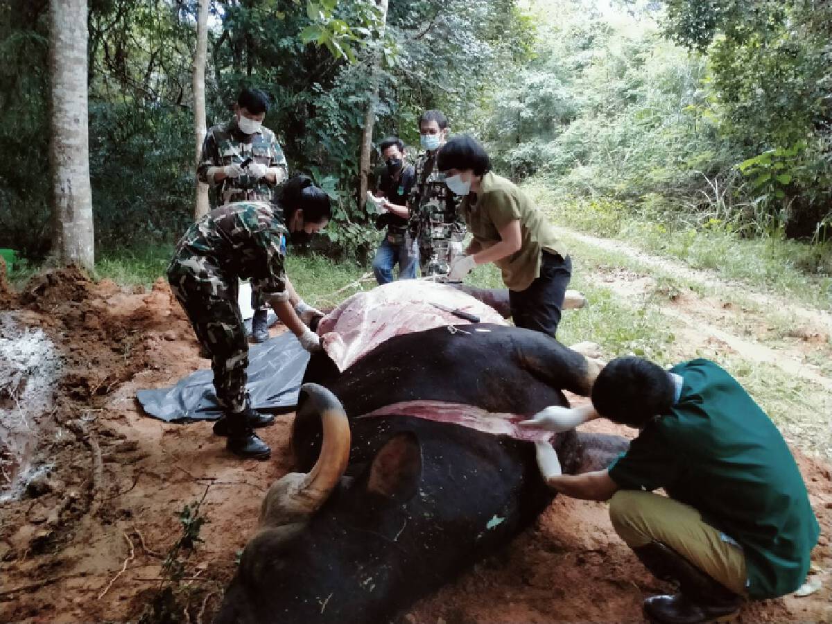 สลด! พบซากกระทิงถูกไฟฟ้าช็อตตาย นอกแนวเขต อช.ทับลาน