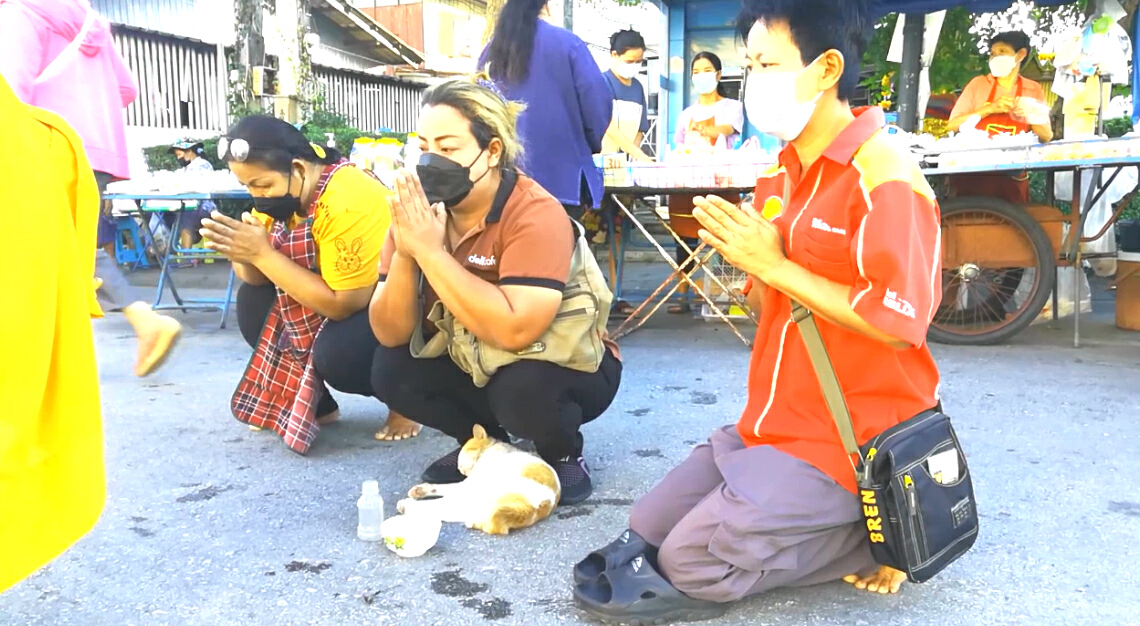 "ไอ้ขอด"แมวขาจร ออกมารับศีลรับพรจากพระทุกเช้า