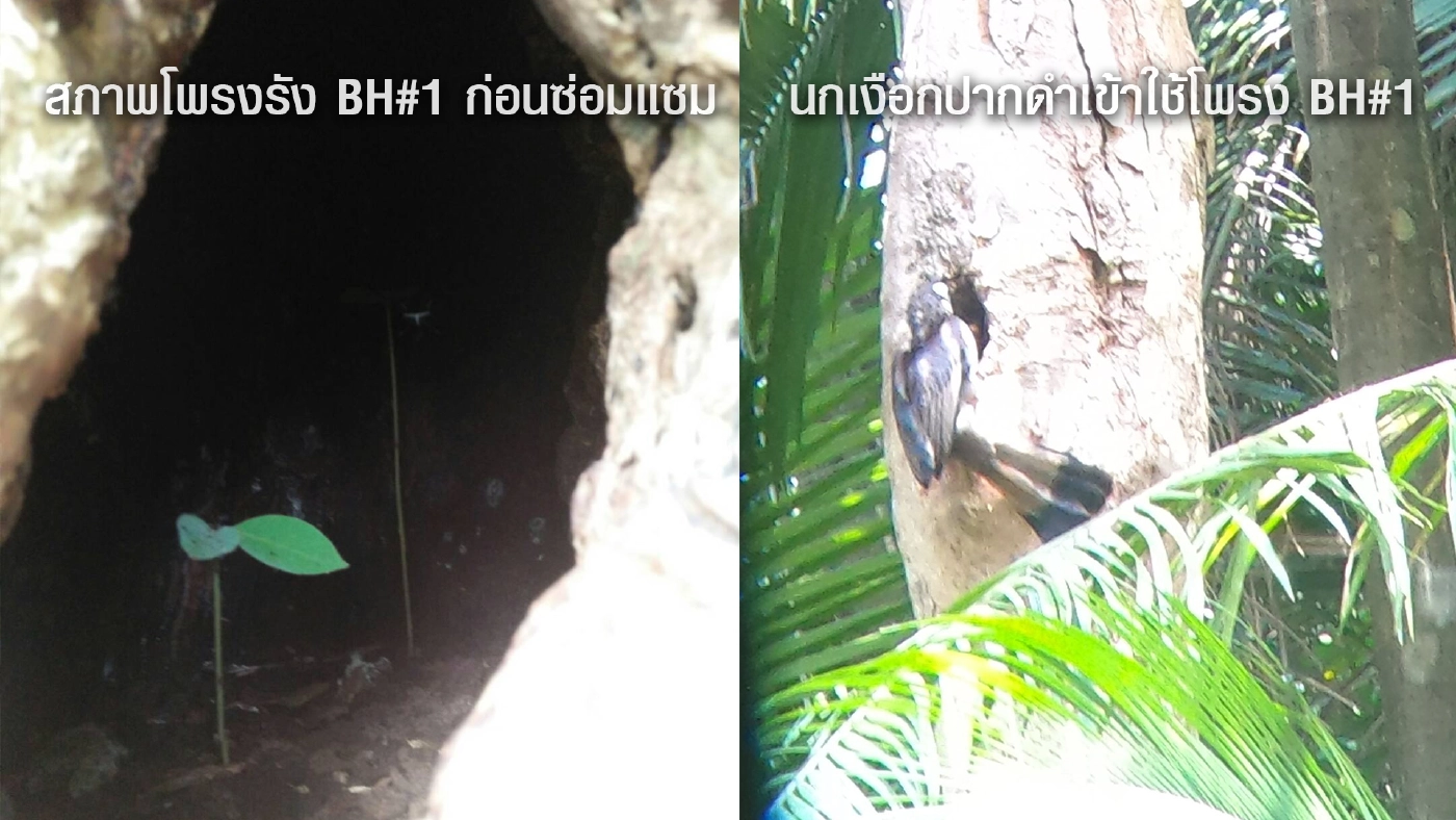 ขอบคุณภาพ : สถานีวิจัยสัตว์ป่าป่าพรุ ป่าฮาลา-บาลา