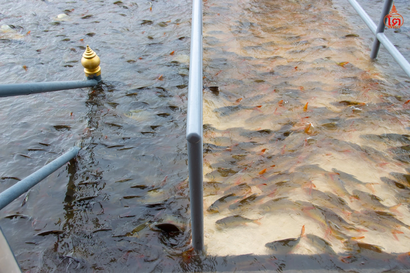 นักท่องเที่ยวให้อาหารปลาที่สะพานท่าน้ำวัดพนัญเชิง